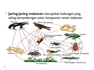    Jaring-jaring makanan merupakan hubungan yang
    saling bersambungan antar komponen rantai makanan.
 