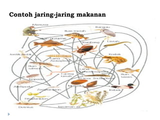 Contoh jaring-jaring makanan
 