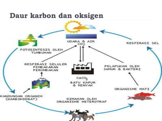 Daur karbon dan oksigen
 