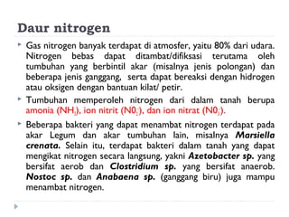 Daur nitrogen
   Gas nitrogen banyak terdapat di atmosfer, yaitu 80% dari udara.
    Nitrogen bebas dapat ditambat/difiksasi terutama oleh
    tumbuhan yang berbintil akar (misalnya jenis polongan) dan
    beberapa jenis ganggang, serta dapat bereaksi dengan hidrogen
    atau oksigen dengan bantuan kilat/ petir.
   Tumbuhan memperoleh nitrogen dari dalam tanah berupa
    amonia (NH3), ion nitrit (N02-), dan ion nitrat (N03-).
   Beberapa bakteri yang dapat menambat nitrogen terdapat pada
    akar Legum dan akar tumbuhan lain, misalnya Marsiella
    crenata. Selain itu, terdapat bakteri dalam tanah yang dapat
    mengikat nitrogen secara langsung, yakni Azetobacter sp. yang
    bersifat aerob dan Clostridium sp. yang bersifat anaerob.
    Nostoc sp. dan Anabaena sp. (ganggang biru) juga mampu
    menambat nitrogen.
 
