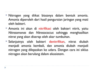    Nitrogen yang diikat biasanya dalam bentuk amonia.
    Amonia diperoleh dari hasil penguraian jaringan yang mati
    oleh bakteri.
   Amonia ini akan di nitrifikasi oleh bakteri nitrit, yaitu
    Nitrosomonas dan Nitrosococcus sehingga menghasilkan
    nitrat yang akan diserap oleh akar tumbuhan.
   Selanjutnya oleh bakteri denitrifikan, nitrat diubah
    menjadi amonia kembali, dan amonia diubah menjadi
    nitrogen yang dilepaskan ke udara. Dengan cara ini siklus
    nitrogen akan berulang dalam ekosistem.
 