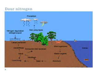 Daur nitrogen
 