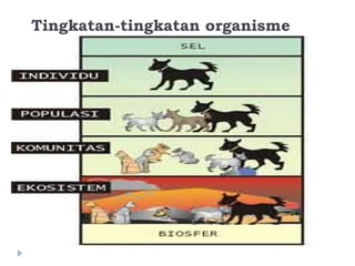 Tingkatan-tingkatan organisme
 