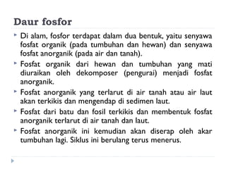 Daur fosfor
   Di alam, fosfor terdapat dalam dua bentuk, yaitu senyawa
    fosfat organik (pada tumbuhan dan hewan) dan senyawa
    fosfat anorganik (pada air dan tanah).
   Fosfat organik dari hewan dan tumbuhan yang mati
    diuraikan oleh dekomposer (pengurai) menjadi fosfat
    anorganik.
   Fosfat anorganik yang terlarut di air tanah atau air laut
    akan terkikis dan mengendap di sedimen laut.
   Fosfat dari batu dan fosil terkikis dan membentuk fosfat
    anorganik terlarut di air tanah dan laut.
   Fosfat anorganik ini kemudian akan diserap oleh akar
    tumbuhan lagi. Siklus ini berulang terus menerus.
 