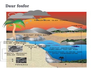 Daur fosfor
 