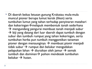    Di daerah bekas letusan gunung Krakatau mula-mula
    muncul pioner berupa lumut kerak (liken) serta
    tumbuhan lumut yang tahan terhadap penyinaran matahari
    dan kekeringanmelapuk membentuk tanah sederhana
     mengundang pengurai membuat tanah menjadi subur
     biji yang datang dari luar daerah dapat tumbuh dengan
    subur dan tumbuh rumput yang tahan kekeringan, serta
    tumbuhan herba pun tumbuh menggantikan tanaman
    pioner dengan menaunginya  membuat pionir menjadi
    tidak subur  rumput dan belukar mengadakan
    pelapukan lahan  diuraikan oleh jamur  semak
    tumbuh dan dominan pohon mendesak tumbuhan
    belukar  hutan.
 