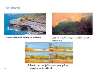 Suksesi




Suksesi primer di kepulauan vulkanik        Suksesi sekunder dapat Terjadi setelah
                                            kebakaran




                      Suksesi rawa menjadi daratan merupakan
                      contoh komunitas klimaks
 
