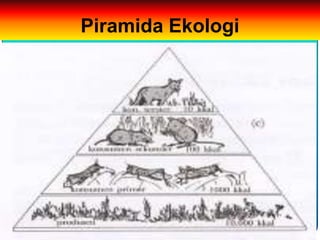 Piramida Ekologi
 