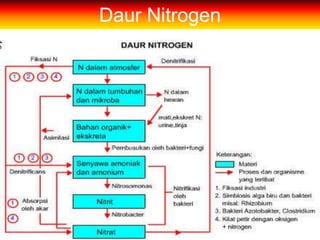 Daur Nitrogen
 