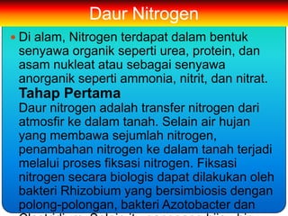 Daur Nitrogen
 Di alam, Nitrogen terdapat dalam bentuk
 senyawa organik seperti urea, protein, dan
 asam nukleat atau sebagai senyawa
 anorganik seperti ammonia, nitrit, dan nitrat.
 Tahap Pertama
 Daur nitrogen adalah transfer nitrogen dari
 atmosfir ke dalam tanah. Selain air hujan
 yang membawa sejumlah nitrogen,
 penambahan nitrogen ke dalam tanah terjadi
 melalui proses fiksasi nitrogen. Fiksasi
 nitrogen secara biologis dapat dilakukan oleh
 bakteri Rhizobium yang bersimbiosis dengan
 polong-polongan, bakteri Azotobacter dan
 