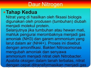 Daur Nitrogen
 Tahap Kedua
 Nitrat yang di hasilkan oleh fiksasi biologis
 digunakan oleh produsen (tumbuhan) diubah
 menjadi molekul protein.
 Selanjutnya jika tumbuhan atau hewan mati,
 mahluk pengurai merombaknya menjadi gas
 amoniak (NH3) dan garam ammonium yang
 larut dalam air (NH4+). Proses ini disebut
 dengan amonifikasi. Bakteri Nitrosomonas
 mengubah amoniak dan senyawa
 ammonium menjadi nitrat oleh Nitrobacter.
 Apabila oksigen dalam tanah terbatas, nitrat
 dengan cepat ditransformasikan menjadi gas
 