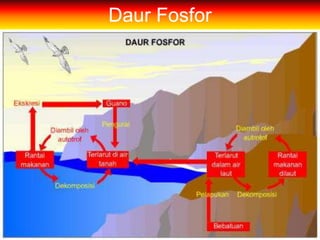 Daur Fosfor
 