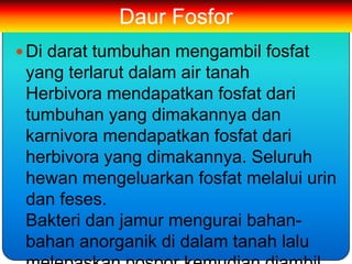 Daur Fosfor
 Di darat tumbuhan mengambil fosfat
 yang terlarut dalam air tanah
 Herbivora mendapatkan fosfat dari
 tumbuhan yang dimakannya dan
 karnivora mendapatkan fosfat dari
 herbivora yang dimakannya. Seluruh
 hewan mengeluarkan fosfat melalui urin
 dan feses.
 Bakteri dan jamur mengurai bahan-
 bahan anorganik di dalam tanah lalu
 