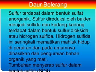 Daur Belerang
Sulfur terdapat dalam bentuk sulfat
anorganik. Sulfur direduksi oleh bakteri
menjadi sulfida dan kadang-kadang
terdapat dalam bentuk sulfur dioksida
atau hidrogen sulfida. Hidrogen sulfida
ini seringkali mematikan mahluk hidup
di perairan dan pada umumnya
dihasilkan dari penguraian bahan
organik yang mati.
Tumbuhan menyerap sulfur dalam
 