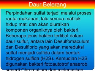 Daur Belerang
Perpindahan sulfat terjadi melalui proses
rantai makanan, lalu semua mahluk
hidup mati dan akan diuraikan
komponen organiknya oleh bakteri.
Beberapa jenis bakteri terlibat dalam
daur sulfur, antara lain Desulfomaculum
dan Desulfibrio yang akan mereduksi
sulfat menjadi sulfida dalam bentuk
hidrogen sulfida (H2S). Kemudian H2S
digunakan bakteri fotoautotrof anaerob
 