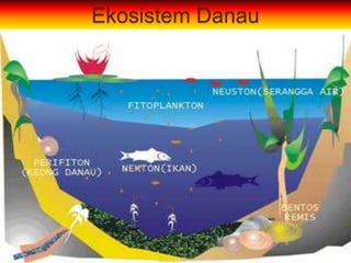 Ekosistem Danau
 