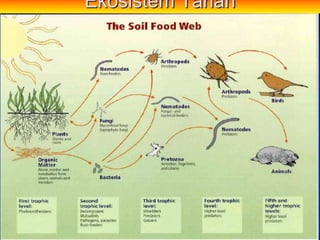 Ekosistem Tanah
 