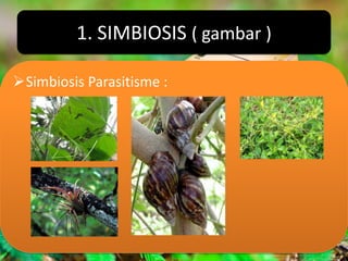 1. SIMBIOSIS ( gambar )

Simbiosis Parasitisme :
 