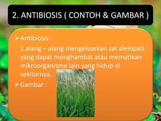 2. ANTIBIOSIS ( CONTOH & GAMBAR )

Antibiosis :
 1.alang – alang mengeluarkan zat alelopati
 yang dapat menghambat atau mematikan
 mikroorganisme lain yang hidup di
 sekitarnya.
Gambar :
 