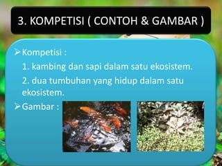 3. KOMPETISI ( CONTOH & GAMBAR )

Kompetisi :
 1. kambing dan sapi dalam satu ekosistem.
 2. dua tumbuhan yang hidup dalam satu
 ekosistem.
Gambar :
 