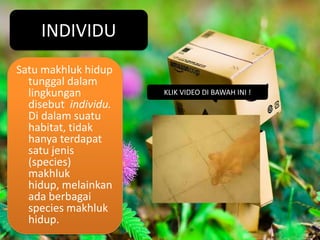 INDIVIDU
Satu makhluk hidup
  tunggal dalam
  lingkungan          KLIK VIDEO DI BAWAH INI !
  disebut individu.
  Di dalam suatu
  habitat, tidak
  hanya terdapat
  satu jenis
  (species)
  makhluk
  hidup, melainkan
  ada berbagai
  species makhluk
  hidup.
 