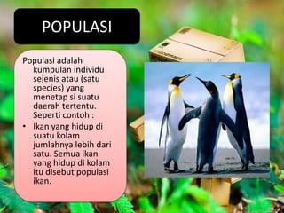 POPULASI
Populasi adalah
  kumpulan individu
  sejenis atau (satu
  species) yang
  menetap si suatu
  daerah tertentu.
  Seperti contoh :
• Ikan yang hidup di
  suatu kolam
  jumlahnya lebih dari
  satu. Semua ikan
  yang hidup di kolam
  itu disebut populasi
  ikan.
 