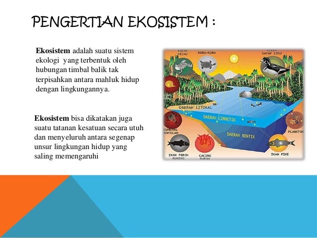 Contoh Ekosistem Air Dan Darat - Contoh Adat Contoh Ekosistem Air Dan Darat - Contoh Adat