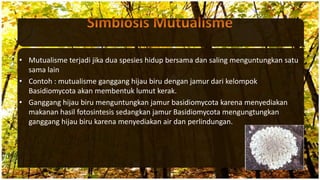 • Mutualisme terjadi jika dua spesies hidup bersama dan saling menguntungkan satu
sama lain
• Contoh : mutualisme ganggang hijau biru dengan jamur dari kelompok
Basidiomycota akan membentuk lumut kerak.
• Ganggang hijau biru menguntungkan jamur basidiomycota karena menyediakan
makanan hasil fotosintesis sedangkan jamur Basidiomycota mengungtungkan
ganggang hijau biru karena menyediakan air dan perlindungan.
 