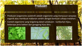 • Produsen (organisme autotrof) adalah organisme yang menyusun senyawa
organik atau membuat makanan sendiri dengan bantuan cahaya matahari.
• Contoh organisme yang tergolong dalam produsen : tumbuhan hijau,
beberapa jenis bakteri dan ganggang hijau biru
 