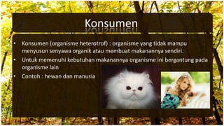 Konsumen
• Konsumen (organisme heterotrof) : organisme yang tidak mampu
menyusun senyawa organik atau membuat makanannya sendiri.
• Untuk memenuhi kebutuhan makanannya organisme ini bergantung pada
organisme lain
• Contoh : hewan dan manusia
 