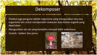 Dekomposer
• Disebut juga pengurai adalah organisme yang menguraikan sisa-sisa
organisme lain untuk memperoleh makanan atau bahan organik yang
diperlukan.
• Menguraikan zat-zat yang kompleks menjadi lebih sederhana.
• Contoh : bakteri dan jamur
 