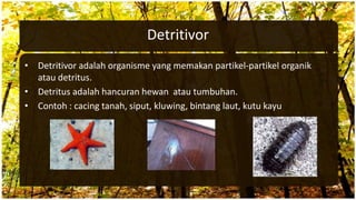 Detritivor
• Detritivor adalah organisme yang memakan partikel-partikel organik
atau detritus.
• Detritus adalah hancuran hewan atau tumbuhan.
• Contoh : cacing tanah, siput, kluwing, bintang laut, kutu kayu
 