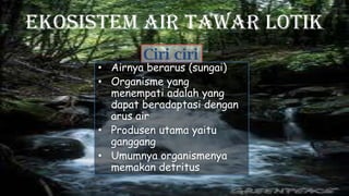 Ekosistem Air Tawar Lotik
Ciri ciri
• Airnya berarus (sungai)
• Organisme yang
menempati adalah yang
dapat beradaptasi dengan
arus air
• Produsen utama yaitu
ganggang
• Umumnya organismenya
memakan detritus
 