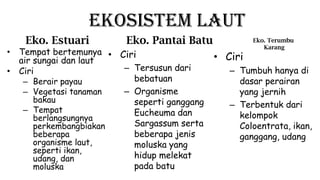 Ekosistem Laut
Eko. Estuari Eko. Pantai Batu
• Tempat bertemunya
air sungai dan laut
• Ciri
– Berair payau
– Vegetasi tanaman
bakau
– Tempat
berlangsungnya
perkembangbiakan
beberapa
organisme laut,
seperti ikan,
udang, dan
moluska
• Ciri
– Tersusun dari
bebatuan
– Organisme
seperti ganggang
Eucheuma dan
Sargassum serta
beberapa jenis
moluska yang
hidup melekat
pada batu
Eko. Terumbu
Karang
• Ciri
– Tumbuh hanya di
dasar perairan
yang jernih
– Terbentuk dari
kelompok
Coloentrata, ikan,
ganggang, udang
 