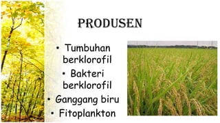 Produsen
• Tumbuhan
berklorofil
• Bakteri
berklorofil
• Ganggang biru
• Fitoplankton
 
