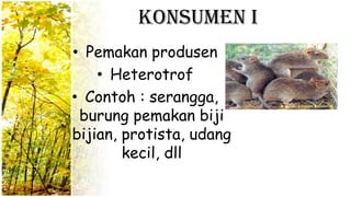 Konsumen I
• Pemakan produsen
• Heterotrof
• Contoh : serangga,
burung pemakan biji
bijian, protista, udang
kecil, dll
 