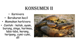 Konsumen II
• Karnivora
• Berukuran kecil
• Memakan herbivora
• Contoh : katak, ayam,
burung, singa, harimau,
laba-laba, kerang,
teripang, cumi-cumi,
dll
 