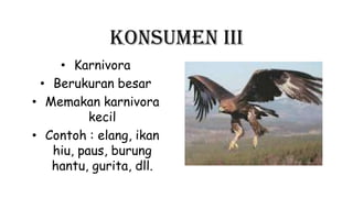 Konsumen III
• Karnivora
• Berukuran besar
• Memakan karnivora
kecil
• Contoh : elang, ikan
hiu, paus, burung
hantu, gurita, dll.
 