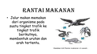 Rantai Makanan
• Jalur makan memakan
dari organisme pada
suatu tingkat trofik ke
tingkat trofik
berikutnya,
membentuk urutan dan
arah tertentu.
 