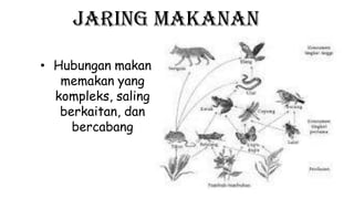 Jaring makanan
• Hubungan makan
memakan yang
kompleks, saling
berkaitan, dan
bercabang
 