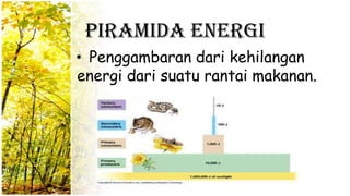 Piramida energi
• Penggambaran dari kehilangan
energi dari suatu rantai makanan.
 