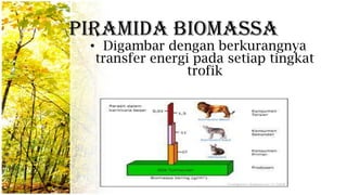 Piramida Biomassa
• Digambar dengan berkurangnya
transfer energi pada setiap tingkat
trofik
 