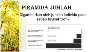 Piramida Jumlah
• Digambarkan oleh jumlah individu pada
setiap tingkat trofik
 