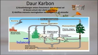 Daur Karbon
1) Kesetimbangan antara fotosintesis dan respirasi sel
2) Secara umum dan alami setimbang
3) Aktifitas manusia meningkatkan kandungan CO2 di atmosfer
balanced
 