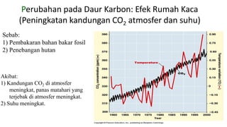 Akibat:
1) Kandungan CO2 di atmosfer
meningkat, panas matahari yang
terjebak di atmosfer meningkat.
2) Suhu meningkat.
Perubahan pada Daur Karbon: Efek Rumah Kaca
(Peningkatan kandungan CO2 atmosfer dan suhu)
Sebab:
1) Pembakaran bahan bakar fosil
2) Penebangan hutan
 