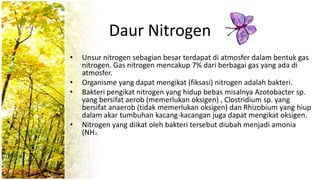 Daur Nitrogen
• Unsur nitrogen sebagian besar terdapat di atmosfer dalam bentuk gas
nitrogen. Gas nitrogen mencakup 7% dari berbagai gas yang ada di
atmosfer.
• Organisme yang dapat mengikat (fiksasi) nitrogen adalah bakteri.
• Bakteri pengikat nitrogen yang hidup bebas misalnya Azotobacter sp.
yang bersifat aerob (memerlukan oksigen) , Clostridium sp. yang
bersifat anaerob (tidak memerlukan oksigen) dan Rhizobium yang hiup
dalam akar tumbuhan kacang-kacangan juga dapat mengikat oksigen.
• Nitrogen yang diikat oleh bakteri tersebut diubah menjadi amonia
(NH3) .
 