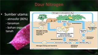 Daur Nitrogen
• Sumber utama:
- atmosfer (80%)
- tanaman
- bahan organik
tanah
 