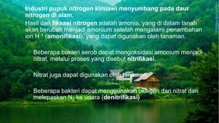 – Industri pupuk nitrogen kimiawi menyumbang pada daur
nitrogen di alam.
– Hasil dari fiksasi nitrogen adalah amonia, yang di dalam tanah
akan berubah menjadi amonium setelah mengalami penambahan
ion H + (amonifikasi), yang dapat digunakan oleh tanaman.
• Beberapa bakteri aerob dapat mengoksidasi amonium menjadi
nitrat, melalui proses yang disebut nitrifikasi.
• Nitrat juga dapat digunakan oleh tanaman.
• Beberapa bakteri dapat menggunakan oksigen dari nitrat dan
melepaskan N2 ke udara (denitrifikasi)).
 