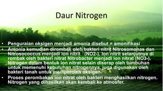 Daur Nitrogen
• Penguraian oksigen menjadi amonia disebut = amonifikasi
• Amonia kemudian dirombak oleh bakteri nitrit Nitrosomonas dan
Nitrosococcus menjadi ion nitrit (NO2-). Ion nitrit selanjutnya di
rombak oleh bakteri nitrat Nitrobacter menjadi ion nitrat (NO3-).
Nitrogen dalam bentuk ion nitrat selain diserap oleh tumbuhan
untuk memenuhi kebutuhan nitrogennya, juga digunakan oleh
bakteri tanah untuk memperoleh oksigen.
• Proses perombakan ion nitrat oleh bakteri menghasilkan nitrogen.
Nitrogen yang dihasilkan akan kembali ke atmosfer.
 