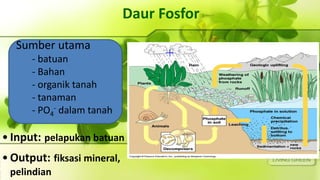 +
Daur Fosfor
• Input: pelapukan batuan
• Output: fiksasi mineral,
pelindian
Sumber utama
- batuan
- Bahan
- organik tanah
- tanaman
- PO4
- dalam tanah
 